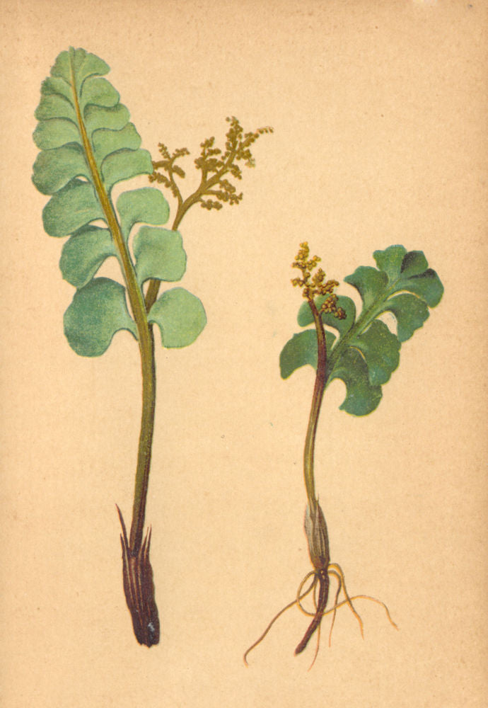 ALPENFLORA ALPINE FLOWERS. Botrychium Lunaria (L. ) Sw-Gemeine Mondraute 1897